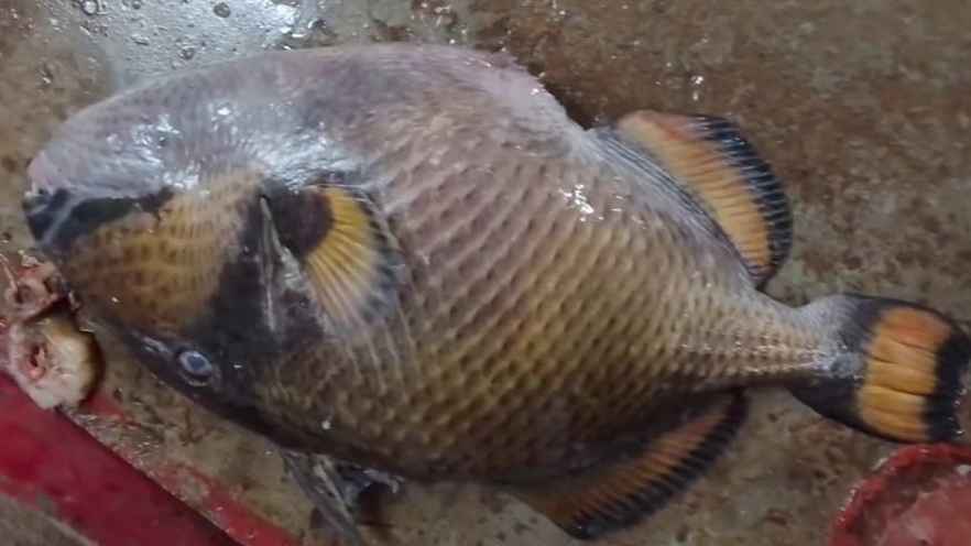 কুয়াকাটায় জেলের জালে ধরা পড়ল বিরল ‘টাইটান ট্রিগারফিশ’
