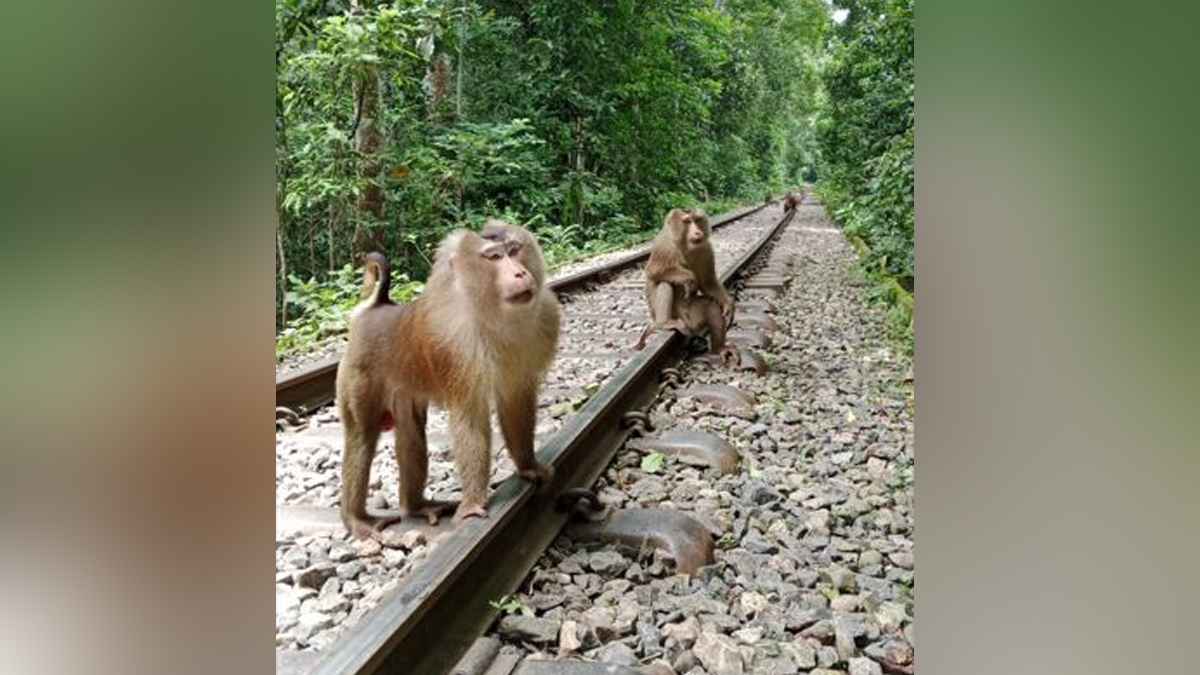 লাউয়াছড়ায় দেখা মিলল উল্টোলেজি বানরের