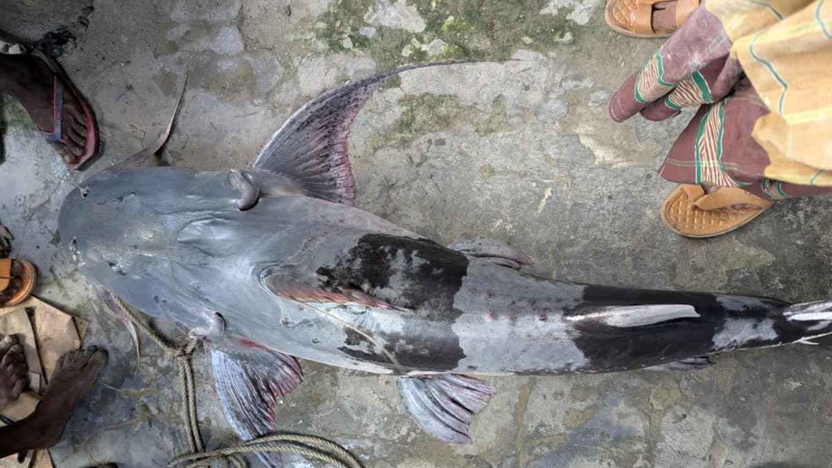 মানিকগঞ্জ জেলের জালে ধরা পড়লো ৪১ কেজির বাঘাইড়