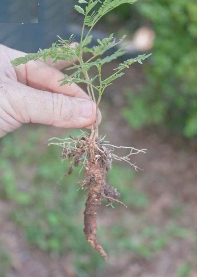 root