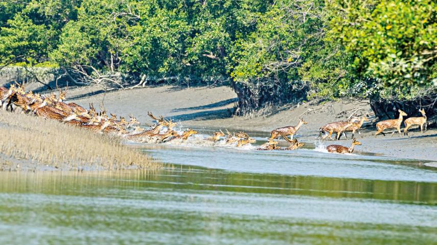 sundarbans-1 sundarbans-1