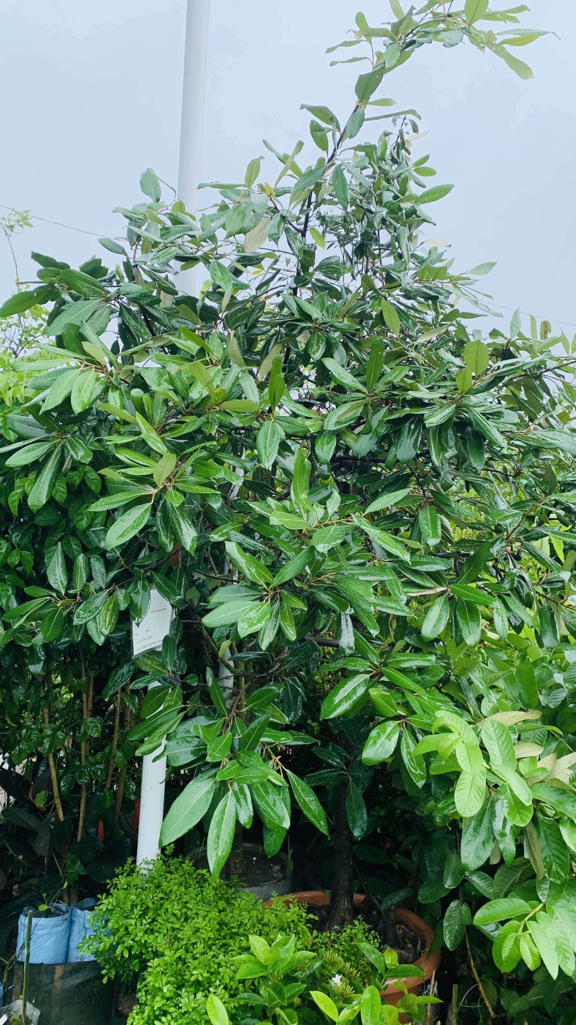sundari_tree_1
