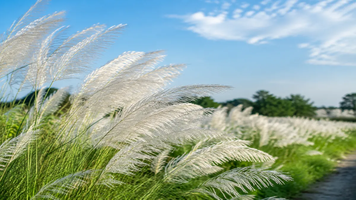 কাশফুল