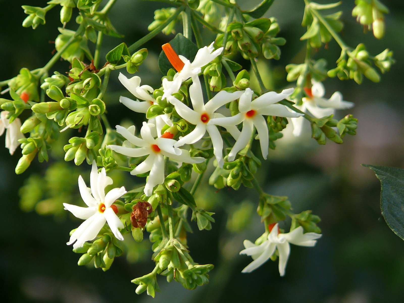 শিউলি