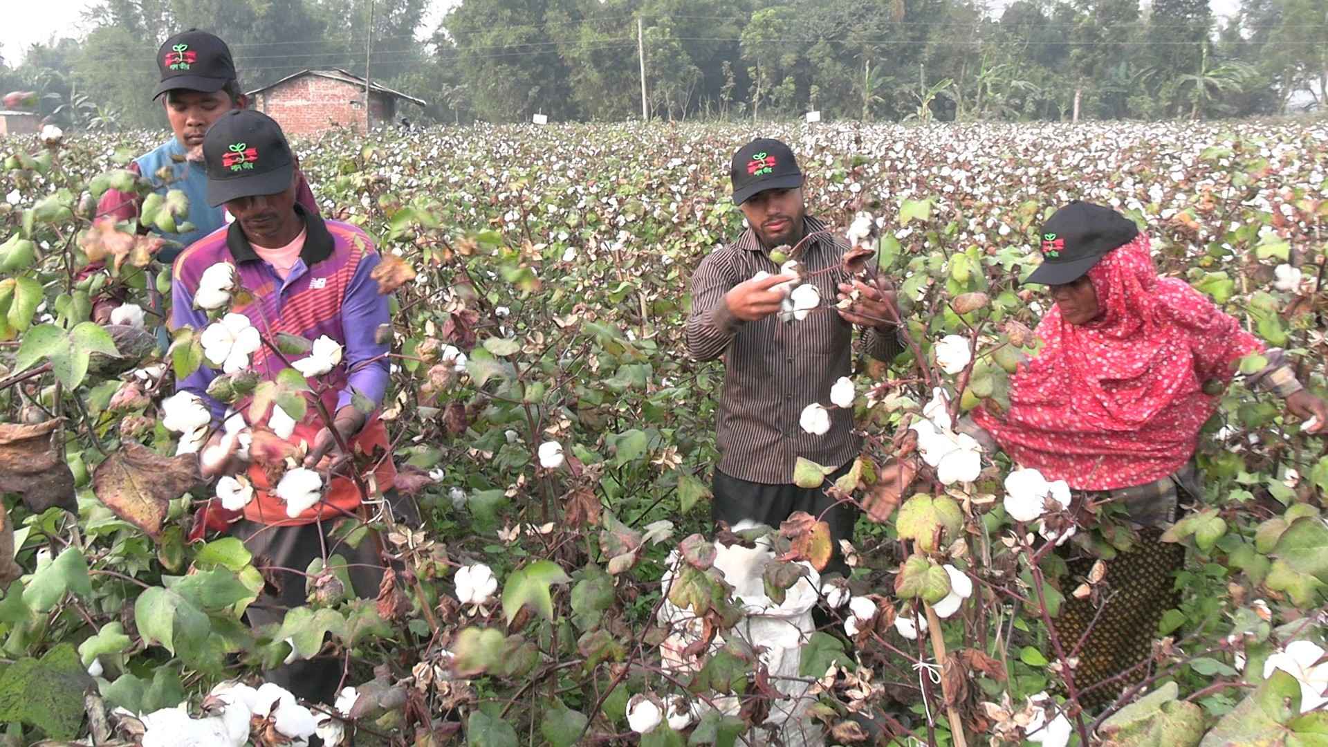 সাদা সোনায় স্বপ্ন বুনছেন ঠাকুরগাঁওয়ের চাষিরা, আমদানি কমাতে আশার আলো