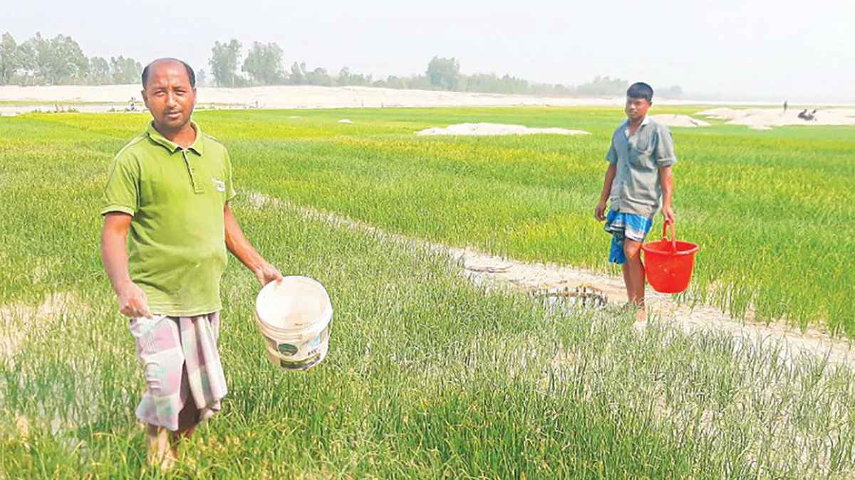 নালিতাবাড়ীতে সারের কৃত্রিম সংকটে দিশাহারা কৃষক