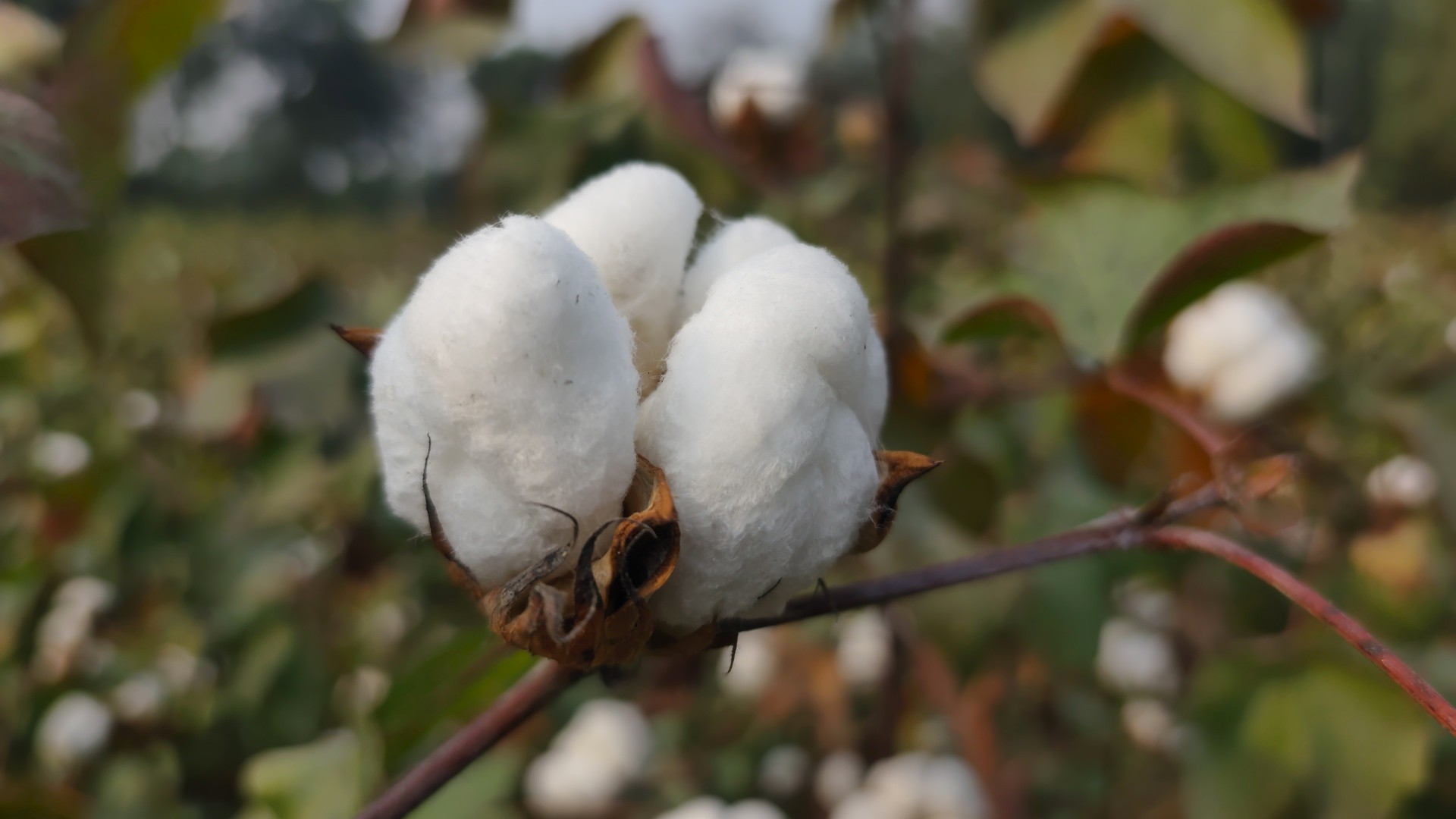 36f63c54-d42d-40fc-bb28-dbe211f31cba