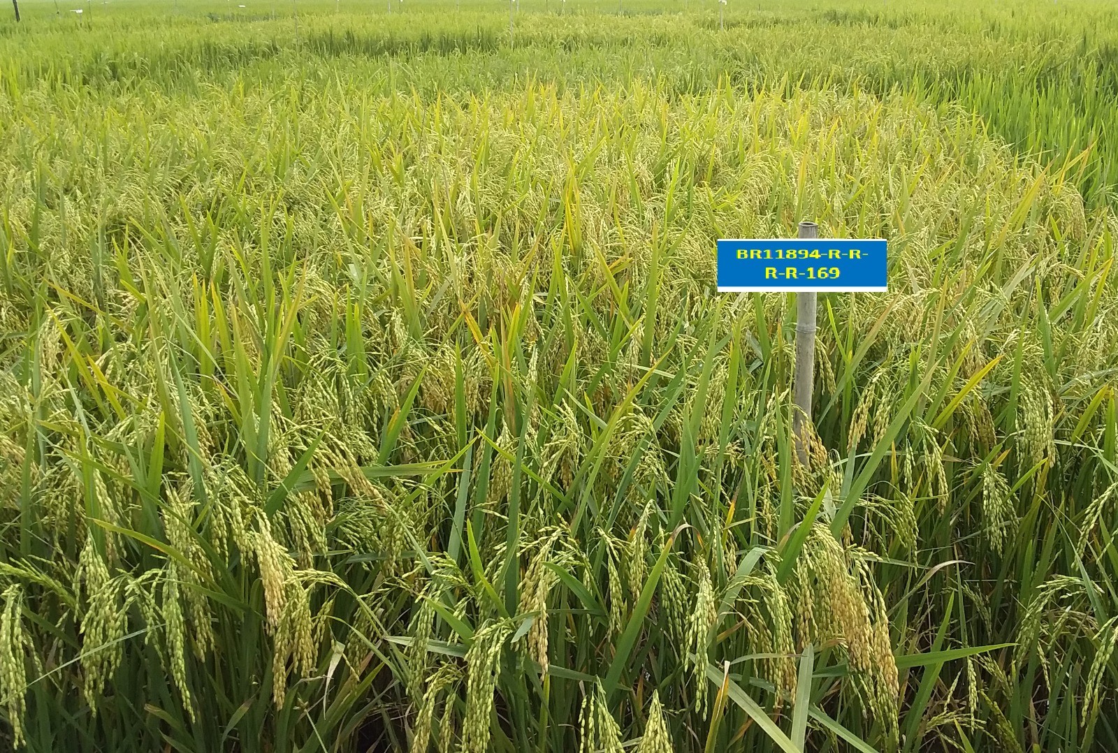 47c3f2fe-c8bd-4d96-89a6-9d4ee6bc0771