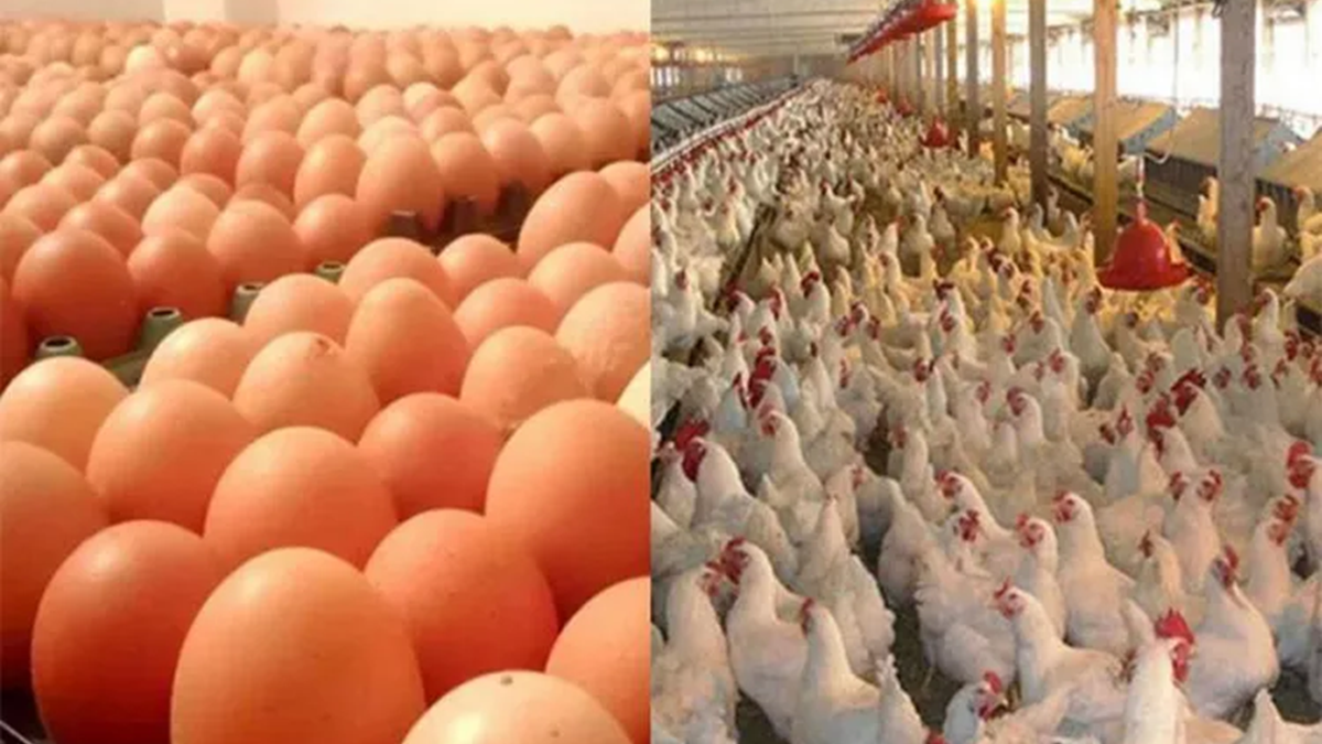 বাংলাদেশ থেকে মুরগি ও ডিম আমদানি নিষিদ্ধ করল সৌদি আরব