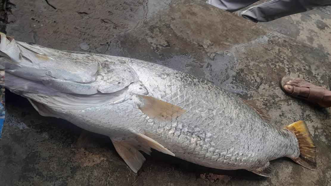 বরগুনায় জেলের জালে সাড়ে ২২ কেজির কোরাল