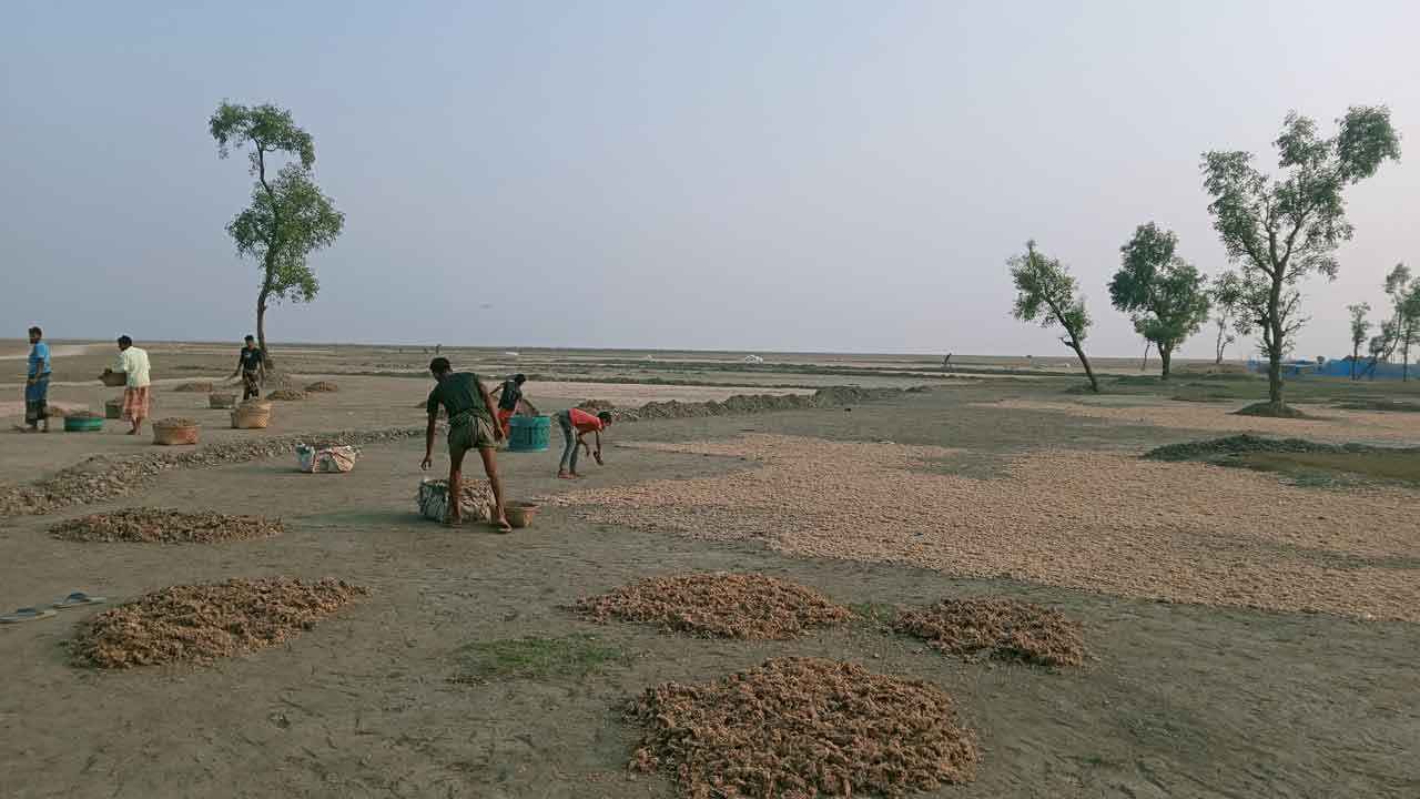 শুঁটকি উৎপাদনে ব্যস্ত জেলেরা, বাড়ছে মৎস্য সম্পদ ও শিশু শ্রমের ঝুঁকি