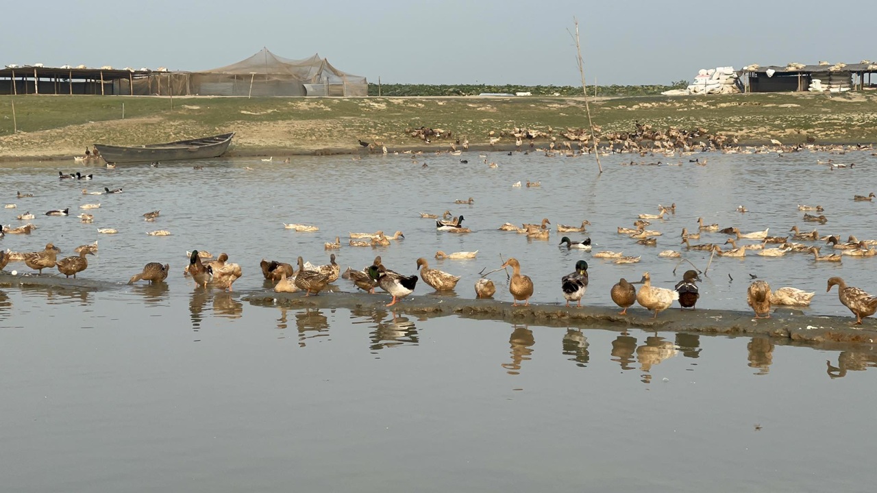 Netrakona_Pic_Duck_01