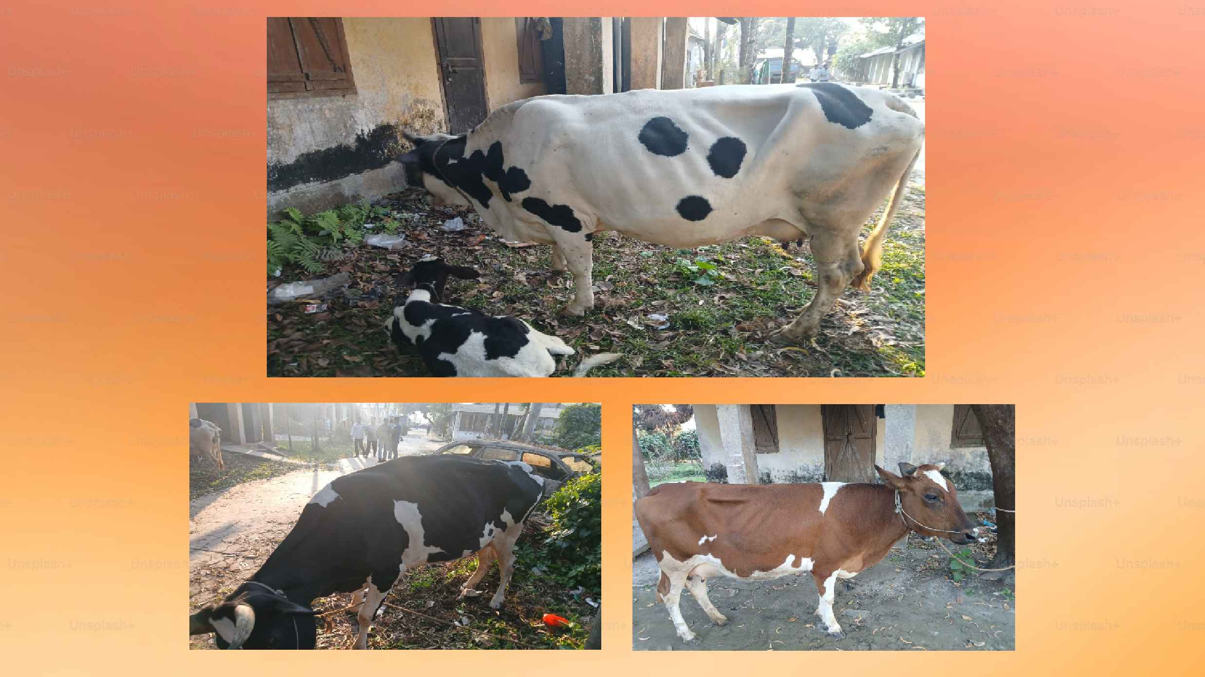 Noakhali stolen cows 5