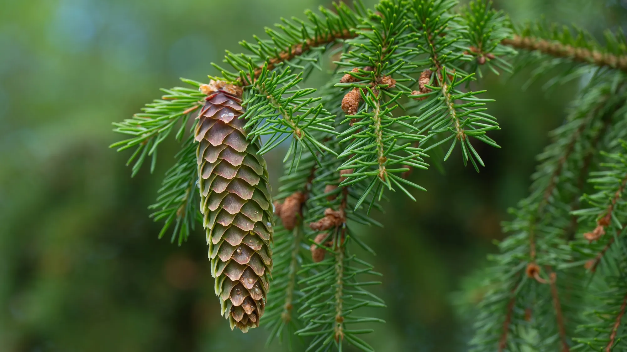 Norway-Spruce-Close Norway-Spruce-Close
