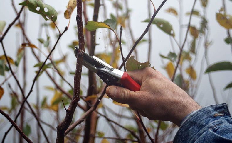 Pruning_LG