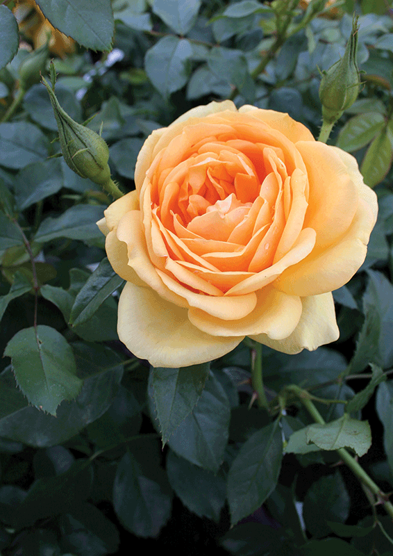 Rosa-hybrid-South-Africa-1-copy