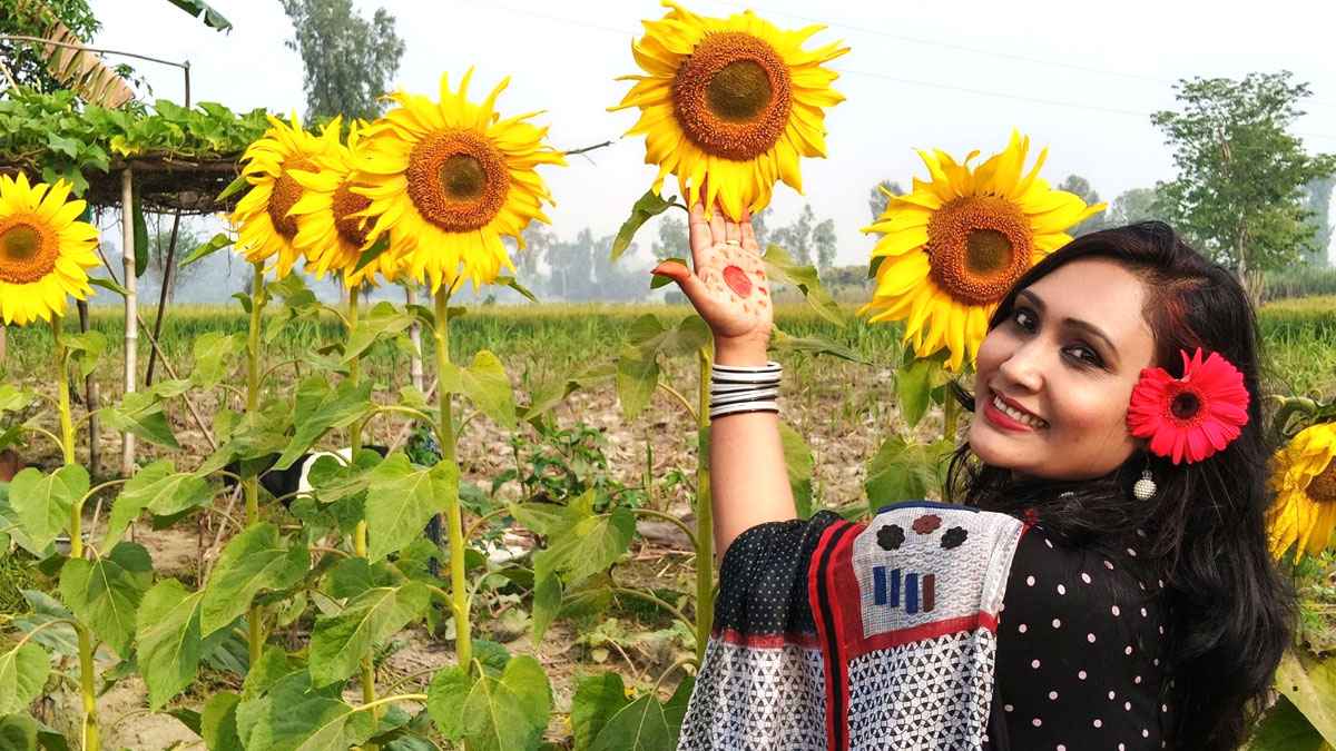 সিরাজগঞ্জে রোদের হাসিতে মেতেছে সূর্যমুখী