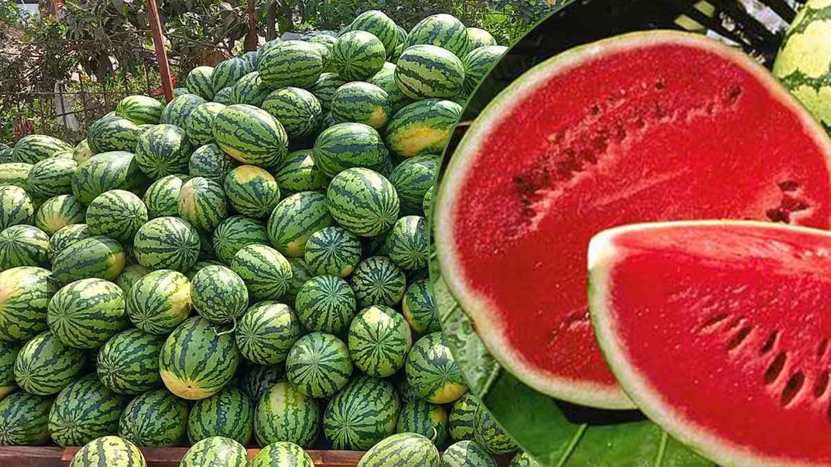 পটুয়াখালীতে তরমুজ চাষে ৩০০ কোটির বিশাল অর্থনৈতিক সম্ভাবনা