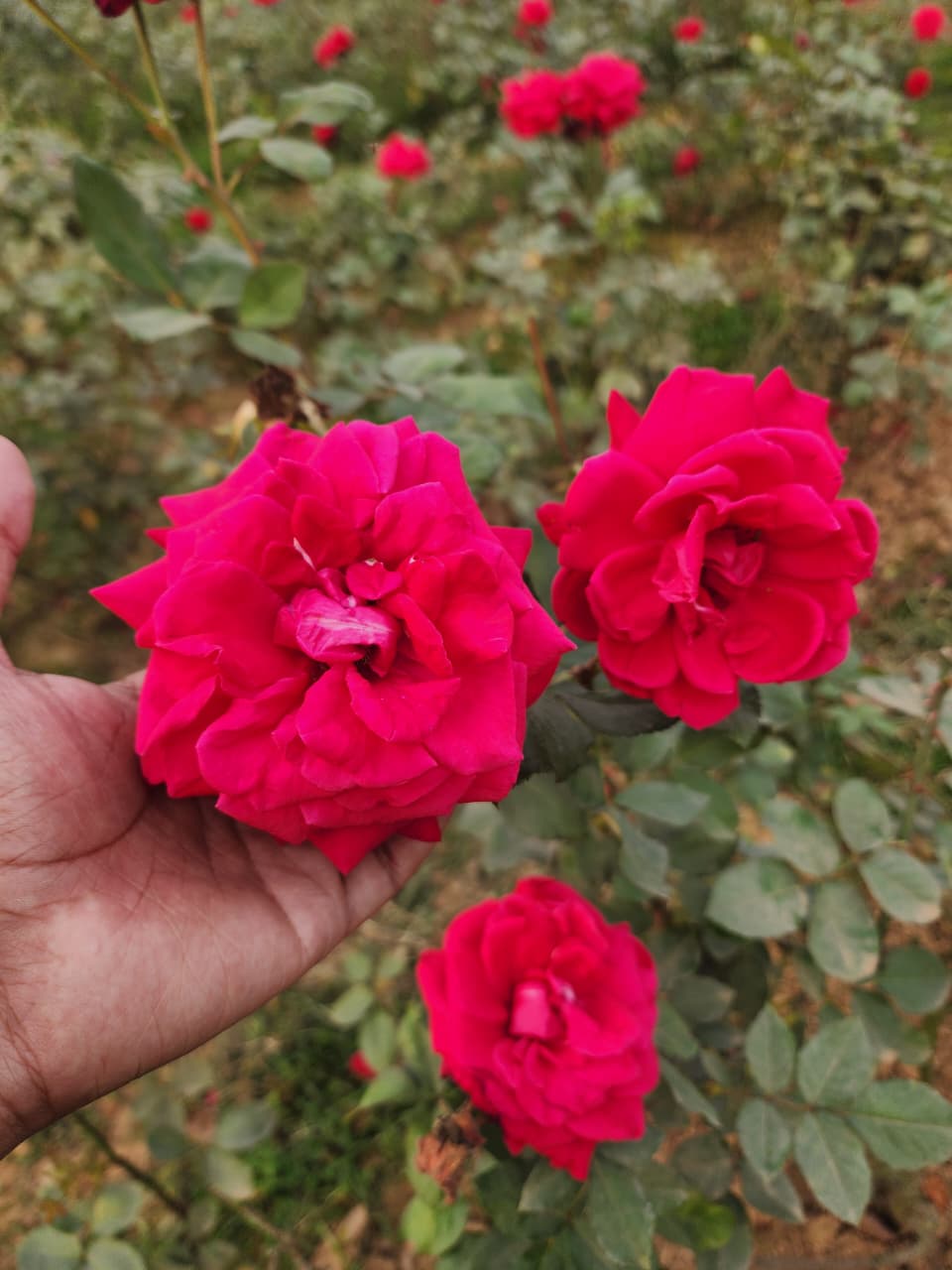 WhatsApp_Image_2026-02-07_at_12.29.08_AM_(1)