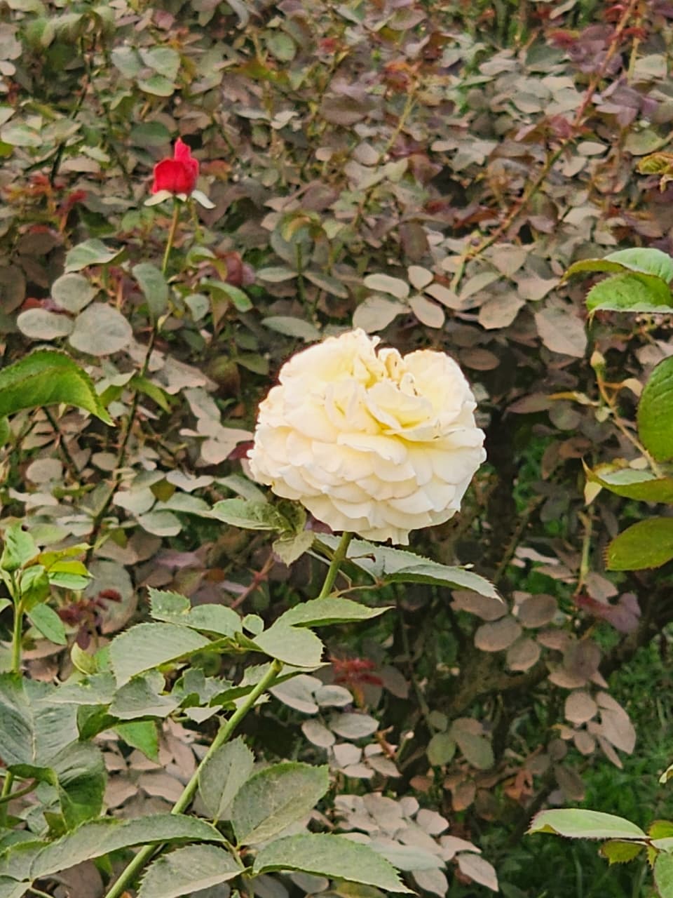 WhatsApp_Image_2026-02-07_at_12.29.08_AM