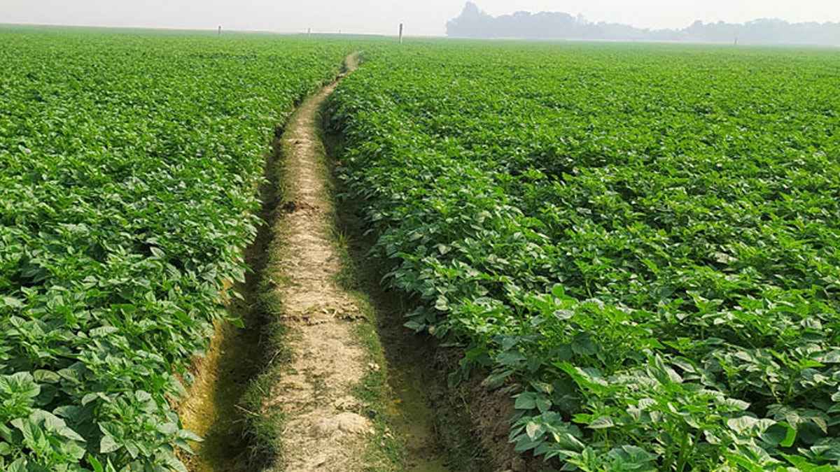 মুন্সীগঞ্জে আলু খেতে ককটেল বিস্ফোরণে বিচ্ছিন্ন শিশুর আঙুল