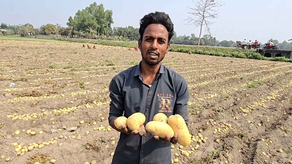 কেজিতে ১০ টাকা লোকসান, আলু চাষে দিশেহারা কৃষক