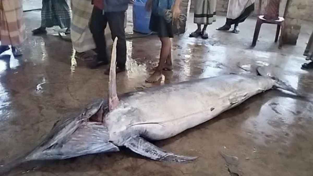 টেকনাফে জেলের জালে ২০০ কেজির ‘পাখি মাইট্যা’