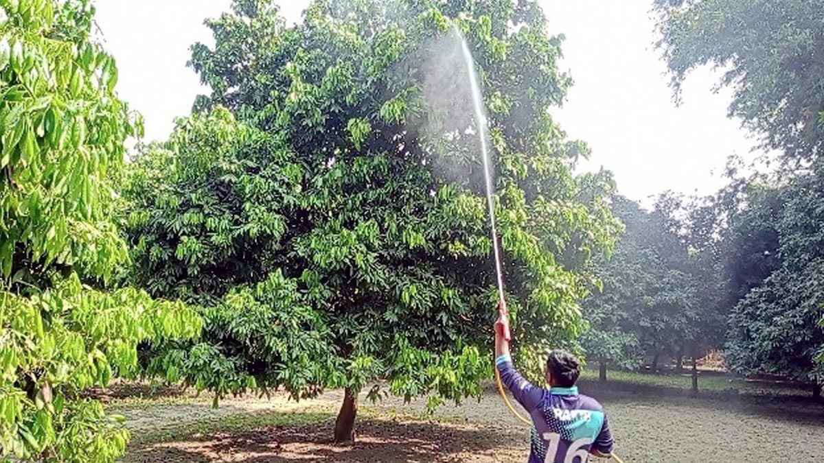 লিচু বাগান পরিচর্যায় ব্যস্ত বিরলের চাষিরা