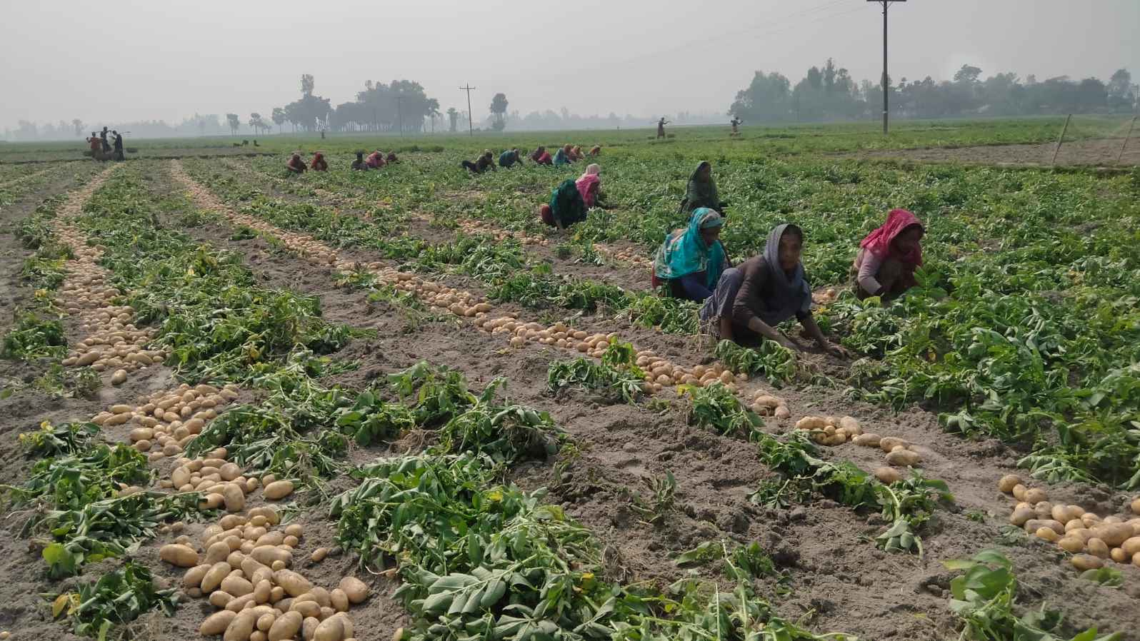 জয়পুরহাটে আলুর ফলন বাম্পার: দাম কম, হতাশ চাষি