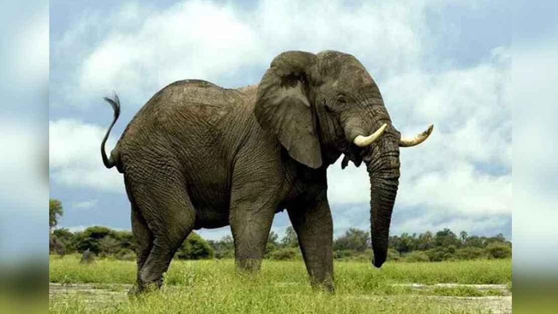 লামায় বন্যহাতির আক্রমণে প্রাণ গেল কৃষকের