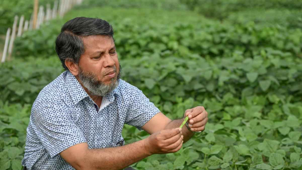 গাজীপুর কৃষি বিশ্ববিদ্যালয়ে খরা সহিষ্ণু সয়াবিনের নতুন জাত উদ্ভাবন