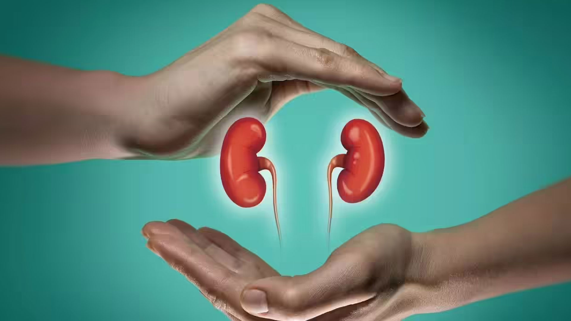 kidney-3