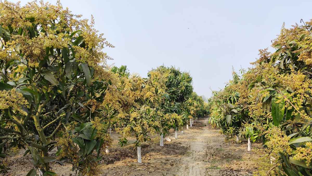 মুকুলে ছেয়ে গেছে বাগান, ভালো ফলনের স্বপ্নে বিভোর চাষি