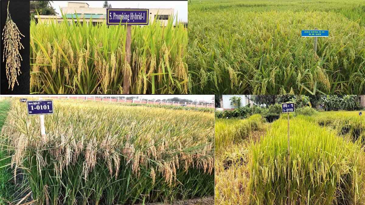 দু’টি হাইব্রিডসহ ছয় নতুন ধানের জাত উদ্ভাবন করল ব্রি