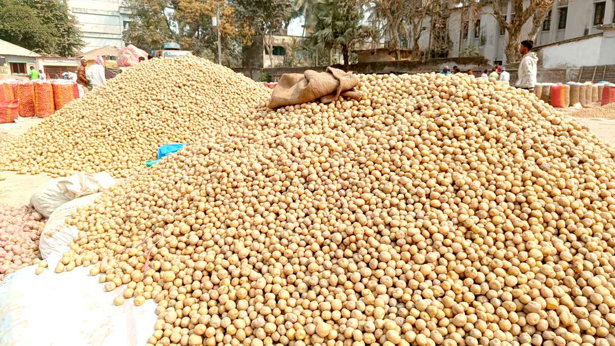২৫ টাকায় ৫ কেজি আলু, হিসাব মেলাতে হিমশিম কৃষক