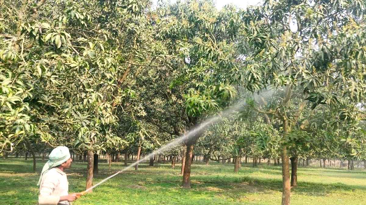 চাঁপাইনবাবগঞ্জের আমবাগানে মুকুলের মৌ মৌ গন্ধ, পরিচর্যায় ব্যস্ত চাষিরা