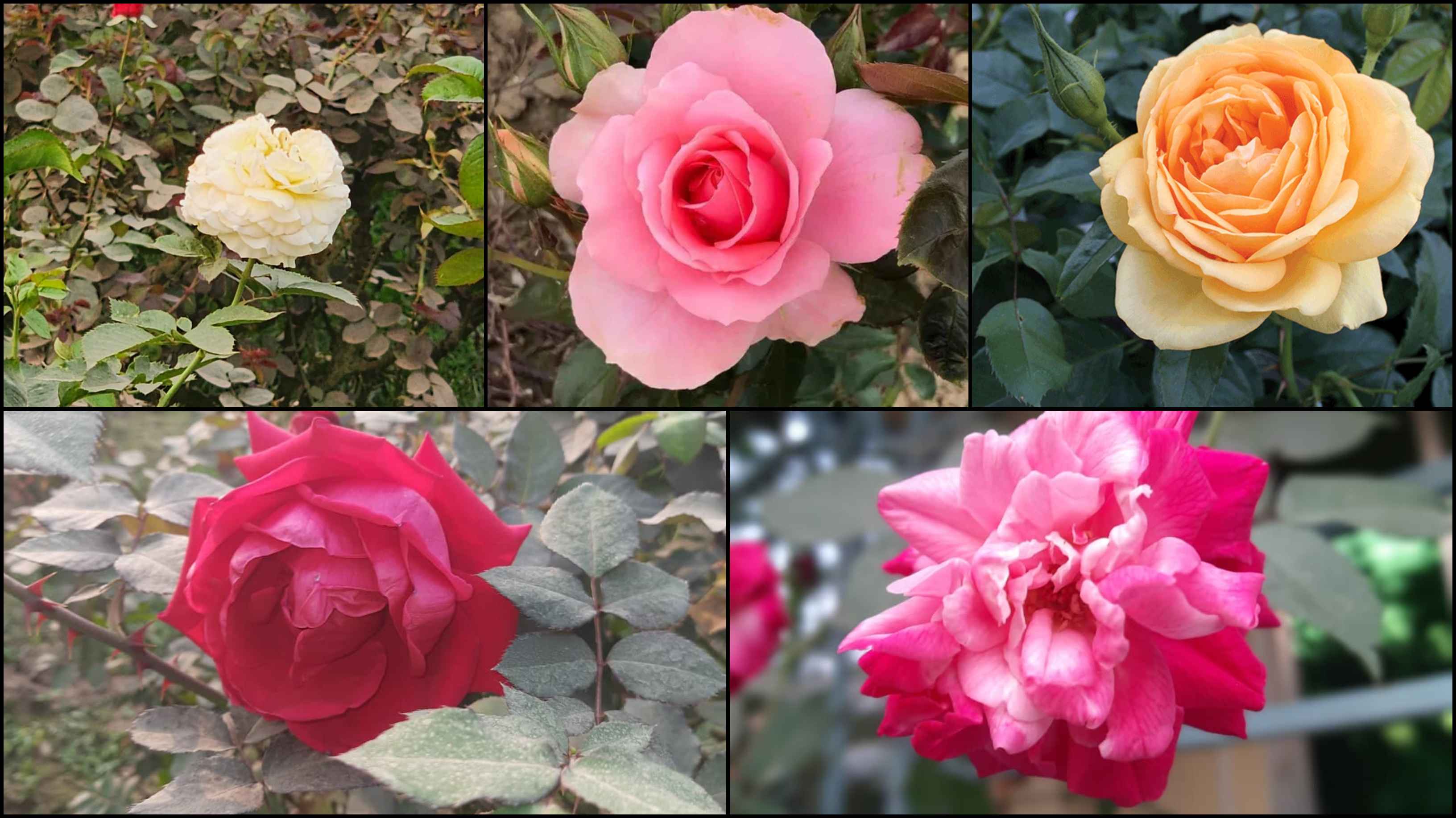 রোজ ডে: রঙের ভিন্নতায় গোলাপ