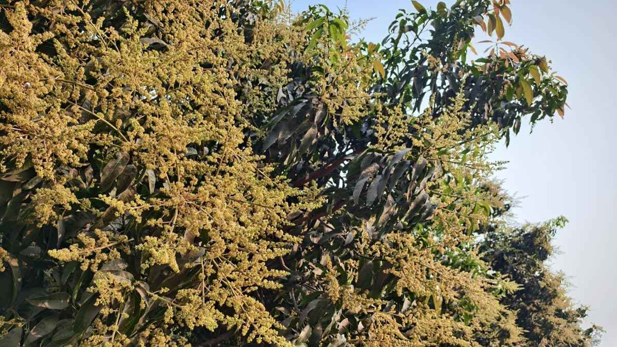 আমের মুকুলে রঙিন রাবি, বসন্তের সুবাসে প্রাণবন্ত ক্যাম্পাস