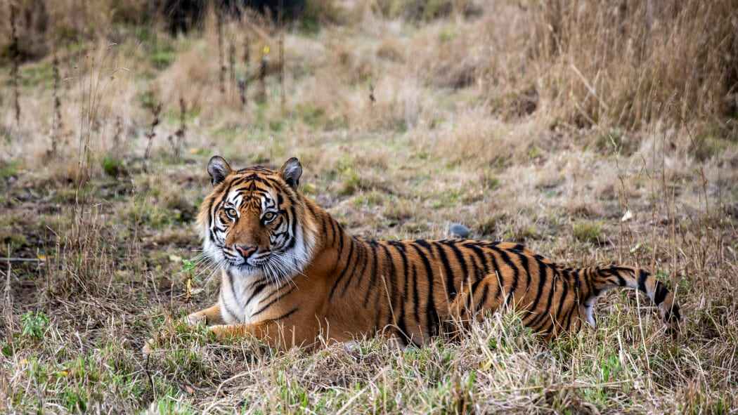 থাইল্যান্ডের চিড়িয়াখানায় একে একে মারা গেল ৭২ বাঘ
