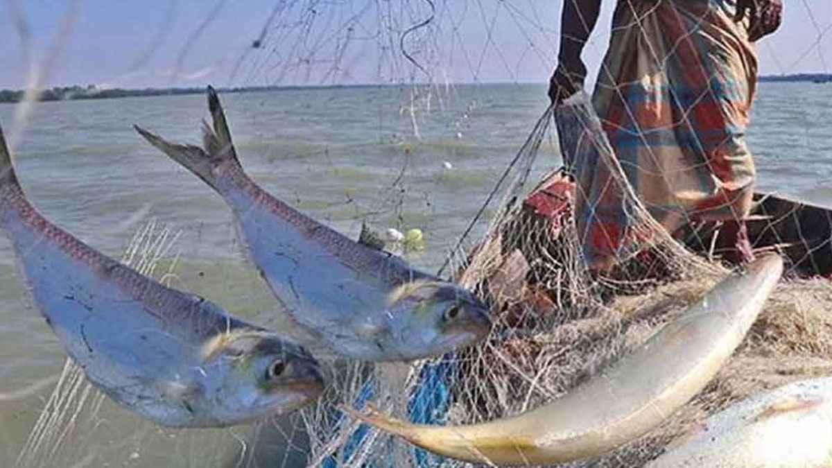 মধ্যরাত থেকে পদ্মা-মেঘনায় ২ মাস মাছ ধরা নিষিদ্ধ