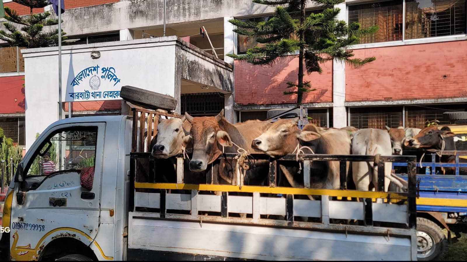 নেত্রকোনায় ৬ পিকআপসহ ৩২ ভারতীয় গরু জব্দ, আটক চোরাকারবারি