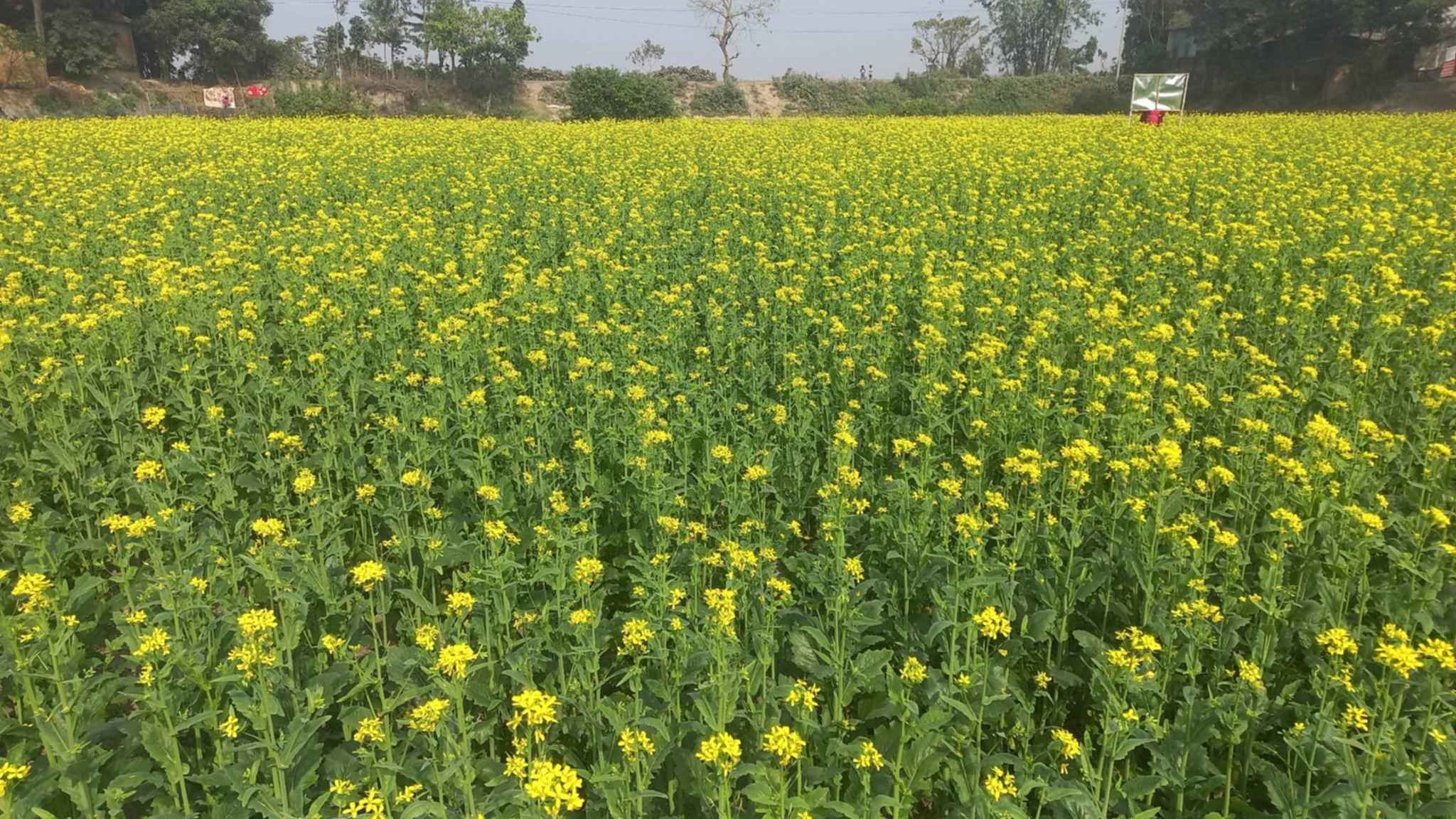 ব্রাহ্মণবাড়িয়ার মাঠে মাঠে হলুদের সমারোহ