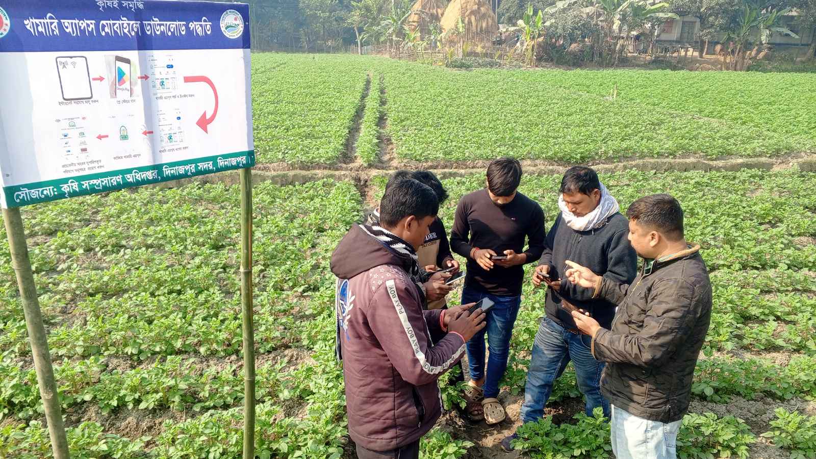 দিনাজপুরে ‘কৃষি খামারি অ্যাপস’ ব্যবহার, আলু চাষে আধুনিক বিপ্লব