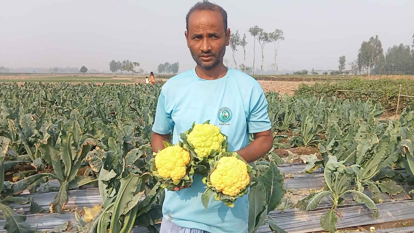 সবুজ পাতার ফাঁকে হলদে ফুলকপির উঁকি, কৃষকের মুখে হাসি