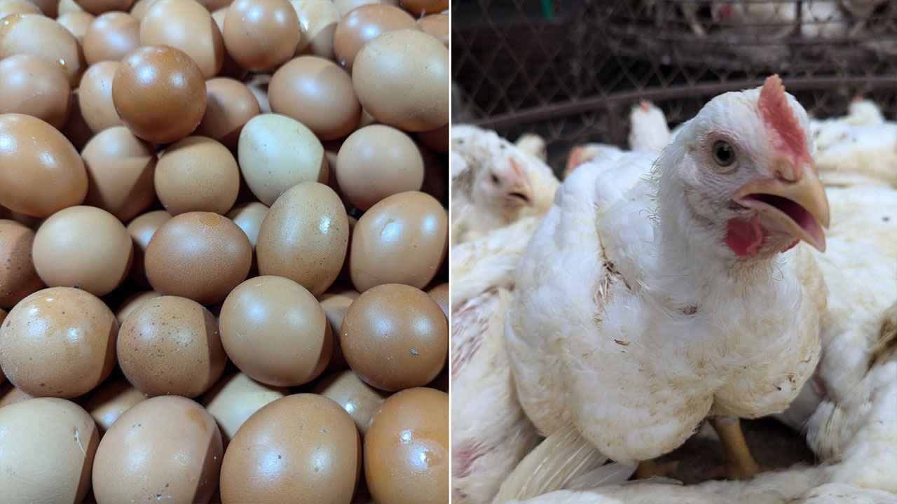 পোল্ট্রি মুরগির সঙ্গে ফের বাড়ছে ডিমের দাম, চাপে ক্রেতারা