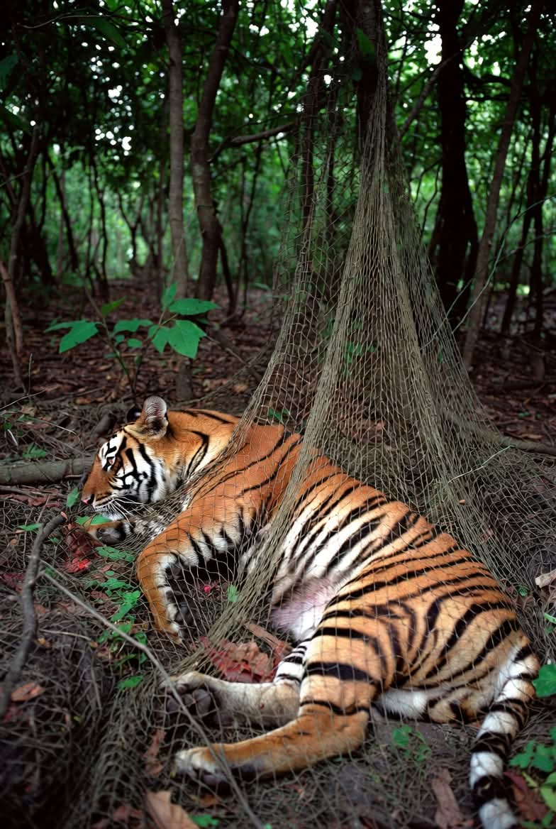 Bagerhat._Sundarban_Photo-_1__(_04._01._2026_)