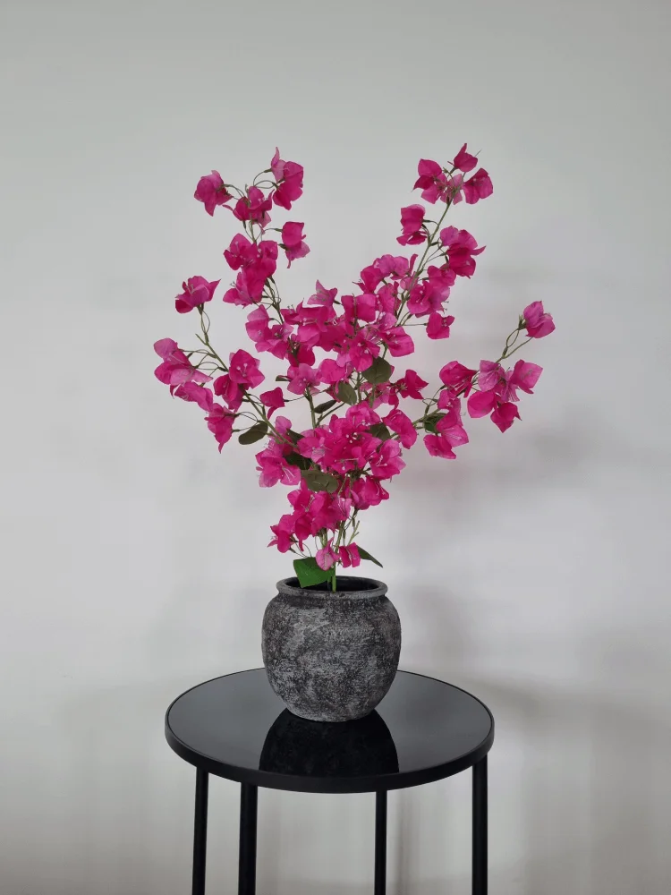 Fuchsia-bougainvillea-1
