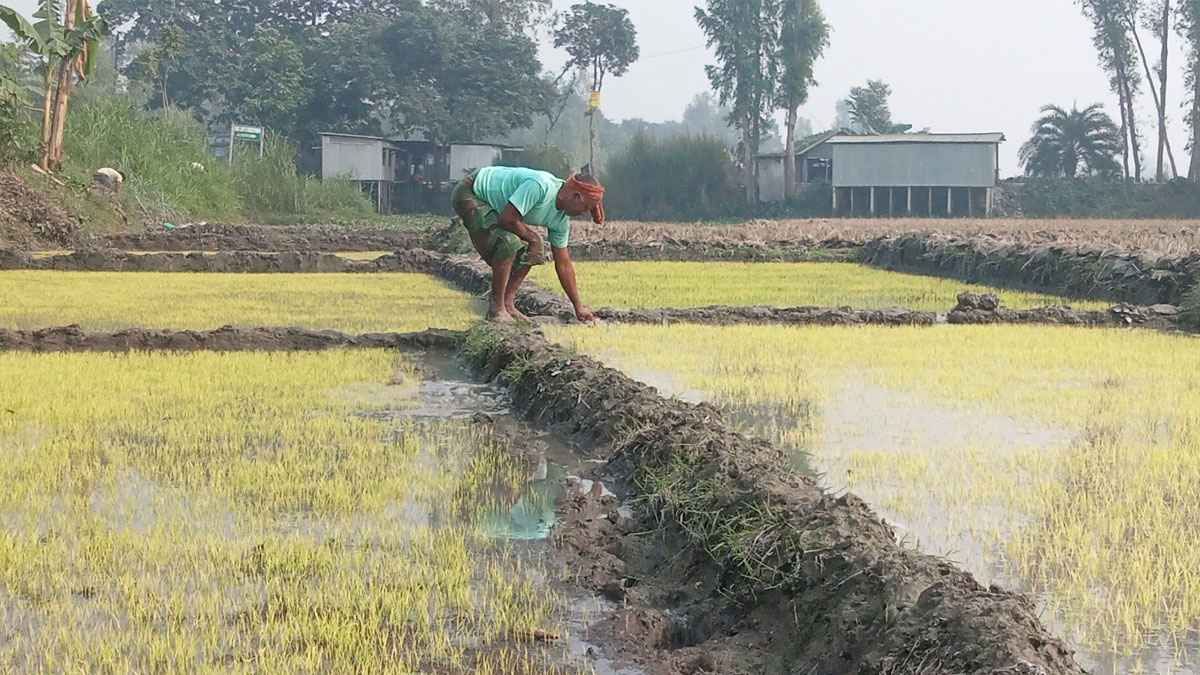 গাইবান্ধায় শৈত্যপ্রবাহে বিবর্ণ বোরো বীজতলা, দুশ্চিন্তায় কৃষকরা