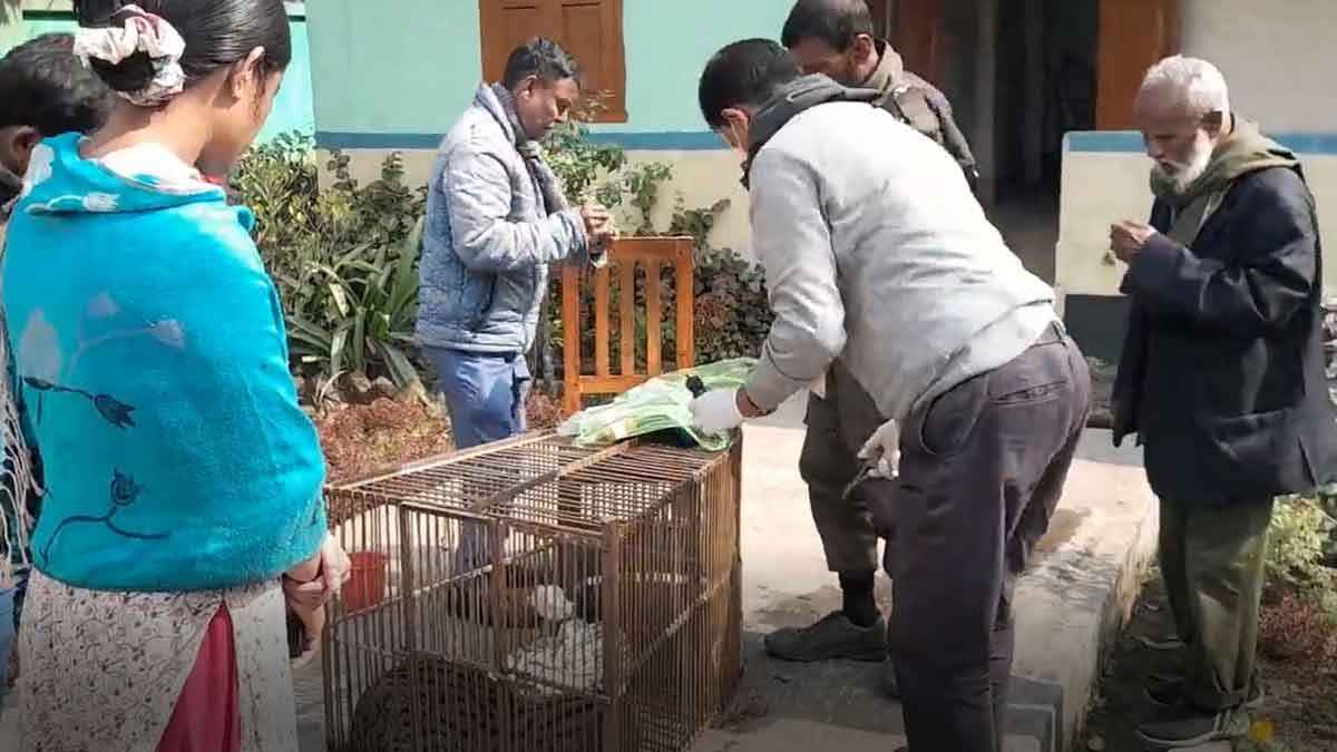 নেত্রকোণায় ট্রাকের ধাক্কায় আহত বিপন্ন প্রজাতির গন্ধগোকুল উদ্ধার