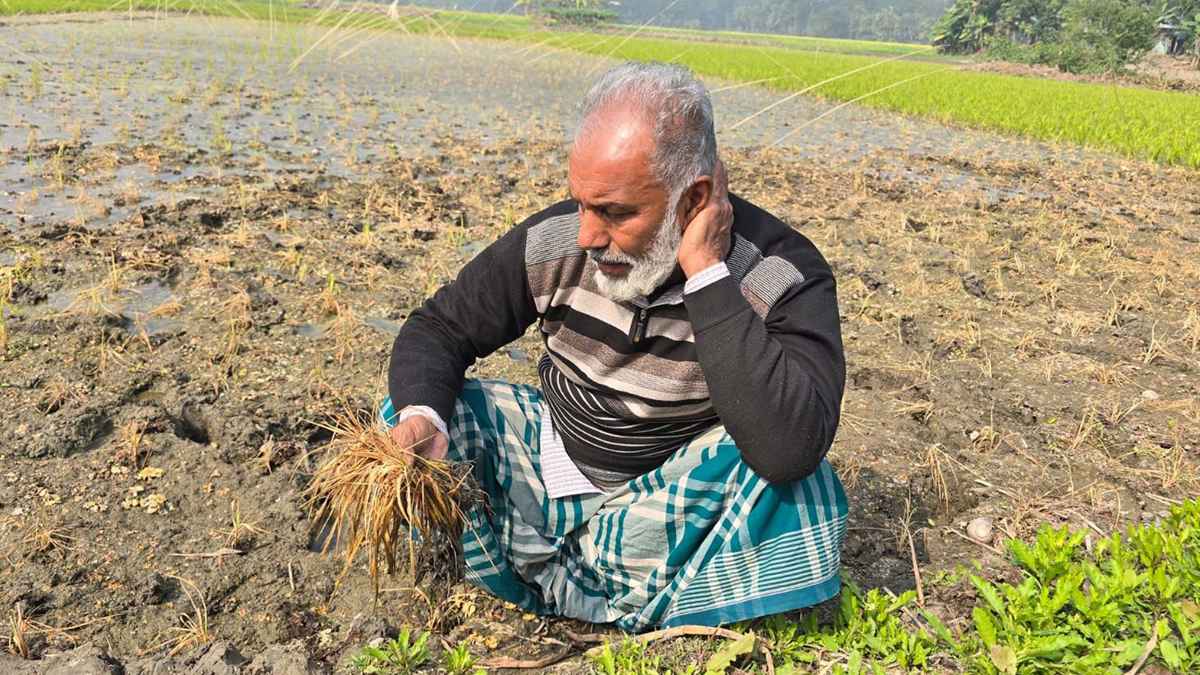 মাদারীপুরে জমিতে বিষ দিয়ে কৃষকের ধানের চারা নষ্ট করলো দুর্বৃত্তরা